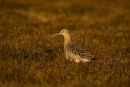 Curlew 001
